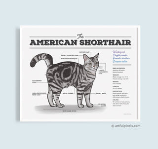 American Shorthair Cat Diagram - Watercolor Print