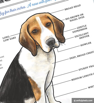 Beagle dog breed close up