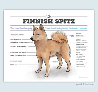 Finnish Spitz art print