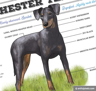 Manchester Terrier Dog Art Closeup